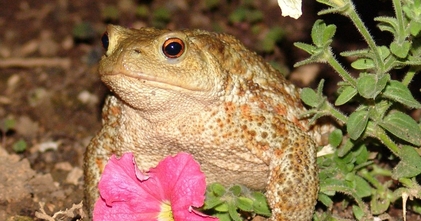 Casting sapo ator para filme de comédia independente em Lisboa