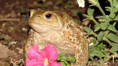 Casting sapo ator para filme de comédia independente em Lisboa